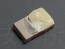 プライマー実験